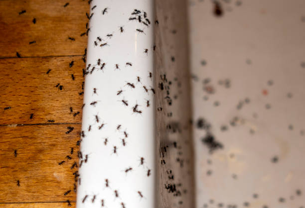 Professional Pest Control in Lehigh Acres, FL